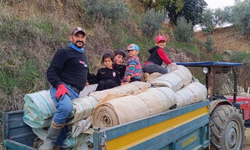 Sarıgöl bağlarında örtü toplama sezonu başladı