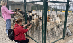 Alaşehir'de sokak hayvanlarına modern yaşam alanı