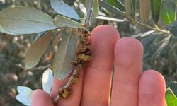 Zeytinde 'Dal Kanseri' alarmı: Üretici uyarıldı