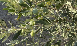 Zeytinin başkenti Manisa'da büyük çöküş