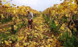 Sarıgöl'de budama işlemleri sürüyor