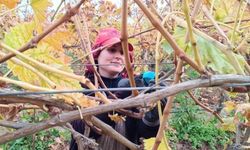 Budama yevmiyesi 1.500 lira olunca üretici makası eline aldı