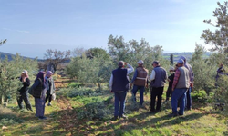 Salihli’de ücretsiz zeytin budama kursu başladı