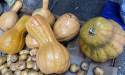 Alaşehir semt pazarında şifa deposu bal kabağına yoğun ilgi