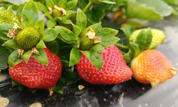 Köprübaşı’nda kış hasadında çilek rekoru