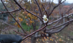 Sarıgöl’de erik ağacı kış ortasında çiçek açtı