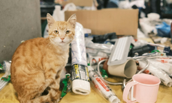 Evcil hayvan sahipleri dikkat: Bu temizlik ürünleri evcil dostlarınız için tehlikeli olabilir