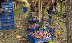 Hasatta son dönem: Üzüm fiyatları 50 liraya dayandı