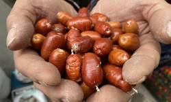 Alaşehir’in şifa ağacı tehlikede: Üretim her yıl azalıyor