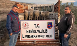 Jandarma müdahalesiyle kayıp koyunlar Manisa’da sahiplerine kavuştu