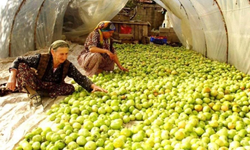 Gece ayazı tarlayı vurdu, gök domatesler seraya taşındı