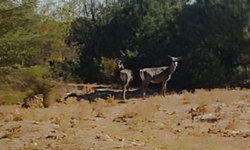 Spil Dağı’nda kızıl geyikler yeniden görüntülendi