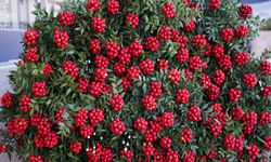 Yeni yılın umut ve aşk simgesi kokina 500 liradan satışta