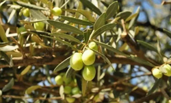 Manisa'da zeytin bahçesi satışa çıkıyor