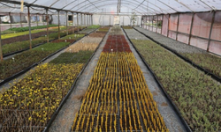 81 yıllık yeşil miras: 2025’te 4,2 Milyon fidan üretildi