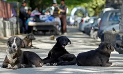 Salihli'de sahipsiz köpekler için ihbar hattı kuruldu