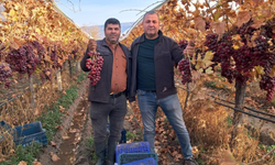 Yeni yılın üzümleri depoya gitmeden bağdan sofralara geliyor