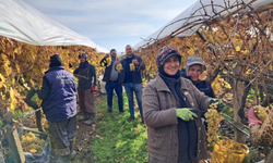 Sarıgöl’den yılbaşı sofralarına coğrafi işaretli üzüm