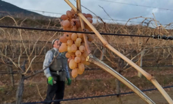 Sarıgöl bağlarında kışın nadir lezzeti: Çoban üzümü