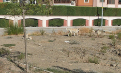 Sokak hayvanları krizi: Isırık ve korku vakaları bitmiyor