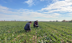Salihli’de kışlık sebze ekim alanları yakın takipte