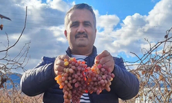 Sarıgöl Ovası’nda kışa direnen lezzet: Crimson üzümü