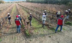 Üzüm bağlarında budama eğitimi sahada verildi