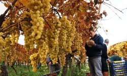 Manisa’da üzüm hasadında son döneme girildi
