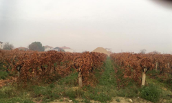 Manisa'da sağanak yağış tarım alanlarını rahatlattı