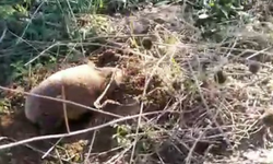 Yer altının sessiz sakini Salihli’de ortaya çıktı