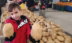 Sarıgöl Pazarı’nda dev patatesler ilgi çekti