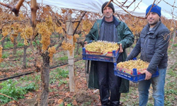 Sarıgöl’de kış üzümleri yeni yılda sofraları süslemeye başladı
