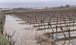 Manisa'da etkili olan yağmurlar bağcıların yüzünü güldürdü