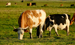 Manisa’da şap tehlikesi aşıyla aşıldı