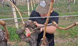 Yağış sonrası Sarıgöl’de üzüm üreticileri bağlara döndü