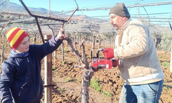 Sarıgöl’de üzüm üreticileri Thompson’a yöneldi