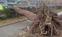 Şiddetli fırtına Salihli'de ağaçları devirdi: 1 yaralı