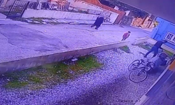 Yunusemre'de çocukların gözü önünde köpeğe vahşet