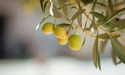 Manisa tarımında don, ihracat ve hastalık uyarısı