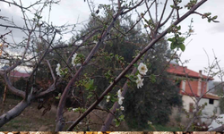 Hava koşulları doğayı canlandırdı: Sarıgöl’de çiçeklenme ve mantar bereketi