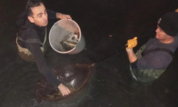 Soma'da park havuzuna kimyasal saldırı: Balıklar telef oldu