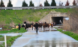 Manisa'da çiftlik sular altında kaldı: Mahsur kalan hayvanlar kurtarıldı