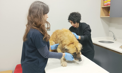 Manisa'daki selde kurtarılan 3 köpek, Bursa'da tedaviye alındı