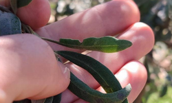 Manisalı zeytin üreticilerine halkalı leke uyarısı!