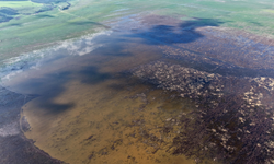 Su kuşları Marmara Gölü’ne geri dönüyor: Kuruyan havzada umut veren hareketlilik