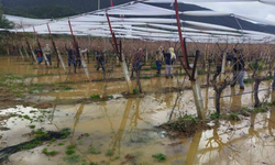 Sarıgöl’de göle dönen üzüm bağlarında zorlu budama çalışması