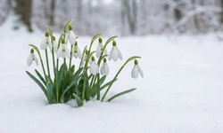 Spil Dağı Milli Parkı'nda endemik bitkilere zarar verenlerin cezası 699 bin TL