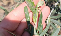 Saruhanlı’da zeytin ağaçlarında halkalı leke alarmı