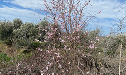 Alaşehir’de yalancı bahar: Badem ve erik ağaçları şubatta çiçek açtı