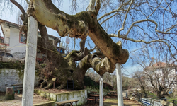 Demirci’de 2 bin yıllık çınar zamana meydan okuyor